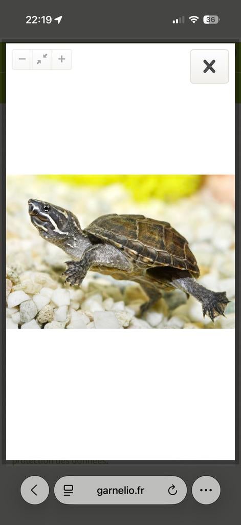 Aqua tortue odoratus (petite), Animaux & Accessoires, Enlèvement