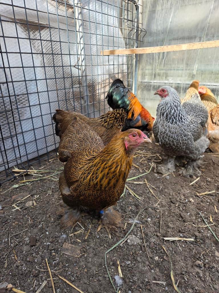 Brahma kriel hennen, Dieren en Toebehoren, Pluimvee, Kip, Vrouwelijk