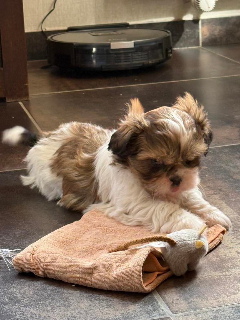 Lhasa apso pups, Parvo, België, 8 tot 15 weken, Eén hond