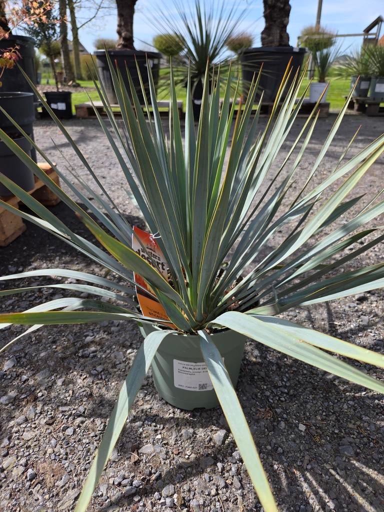 Yucca Rostrata, Tuin en Terras, Planten | Tuinplanten, Ophalen