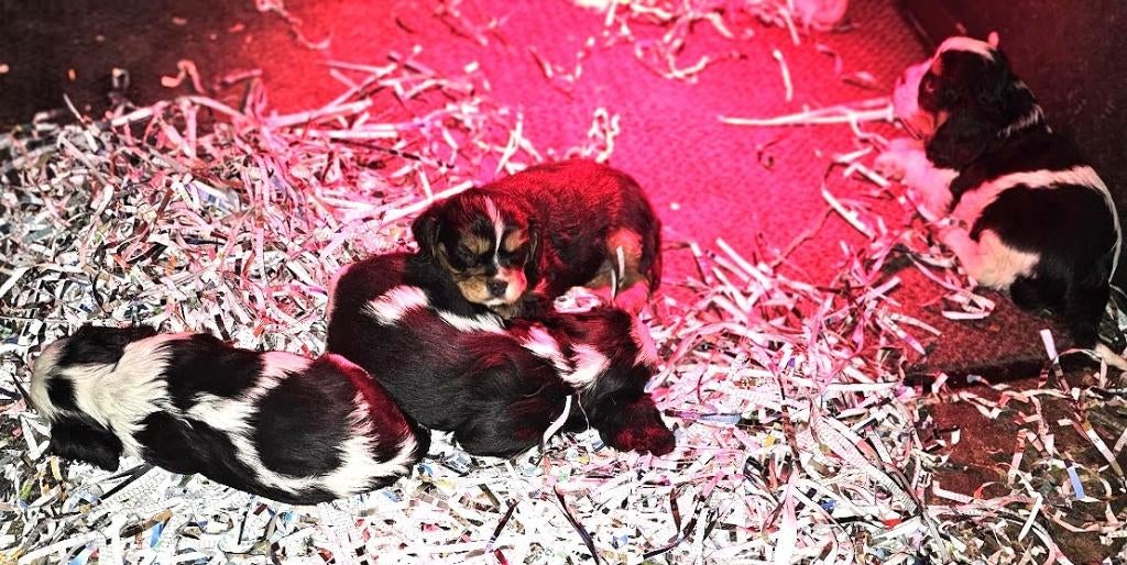 chiots Cavalier King Charles Spaniel 21-11-25, Animaux & Accessoires, Autres races, Plusieurs, Hépatite contagieuse (maladie de Rubarth)