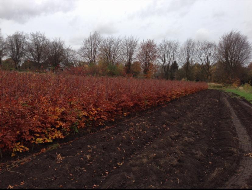Hêtre vert et rouge (Fagus sylvatica), Jardin & Terrasse, Enlèvement, Plante fixe, Autres espèces