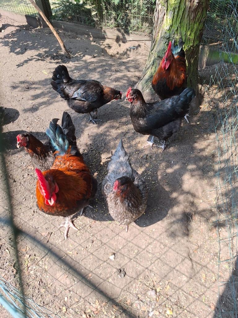 Broedeieren van marans zwart en blouw koperhals