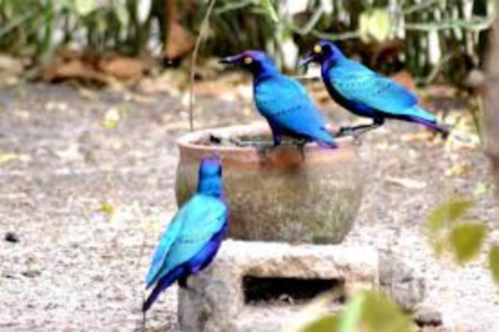 ÉTOURNEAU VIOLET, Plusieurs animaux, Oiseau tropical, Domestique