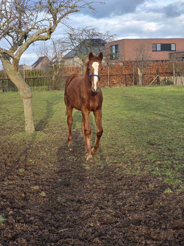 2025 hengsten veulen Graffiti VP (Grisseldi) Quint (Quidam), Dieren en Toebehoren, Paarden, Springpaard, 0 tot 2 jaar, Hengst