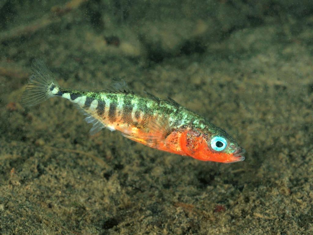 épinoches à trois épines, Animaux & Accessoires, Poissons | Poissons d'étang, Autres espèces