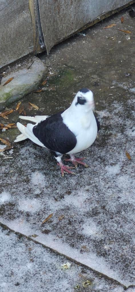 Mooi duiven te koop, Dieren en Toebehoren