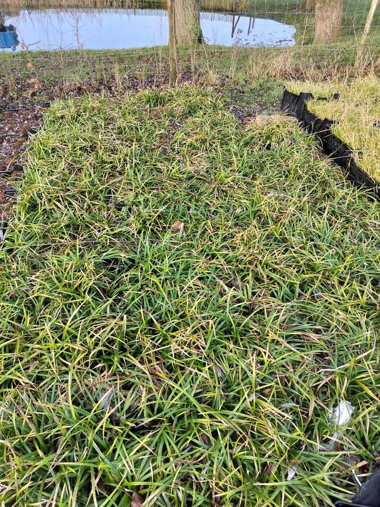 Carex morrowii p9 siergras 1€/st, Tuin en Terras, Planten | Tuinplanten, Ophalen of Verzenden, Vaste plant, Siergrassen