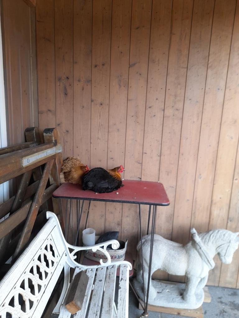 Cochinkippen, haantjes en hennen en broedeieren, Dieren en Toebehoren, Pluimvee