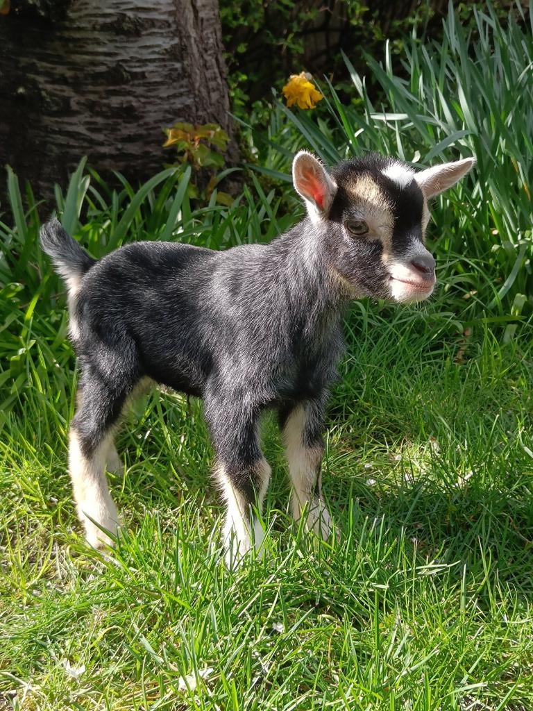 Gereserveerd Een mieke en bokje (gecastreerd kan), Dieren en Toebehoren