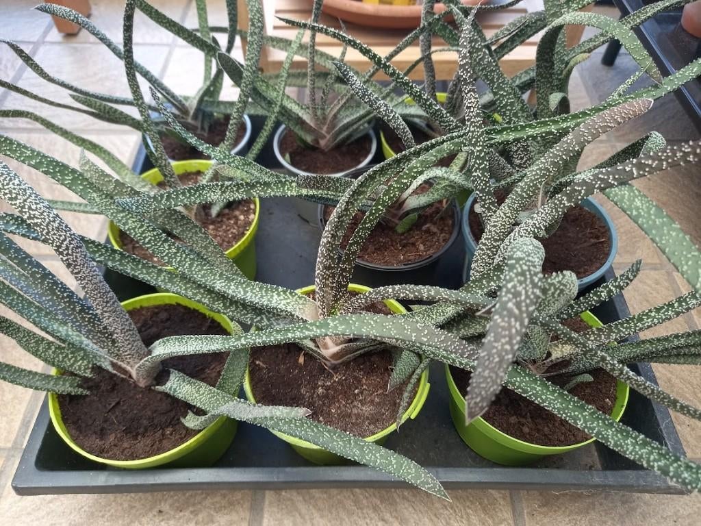 vetplanten Gasteria verrucosa, Ophalen, Vetplant