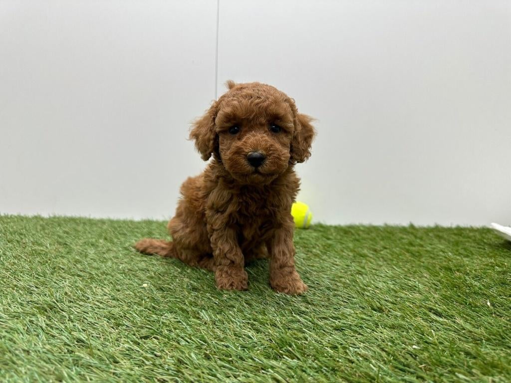 Nestje Dwergpoedel pups, Poedel, Parvo, België, 8 tot 15 weken