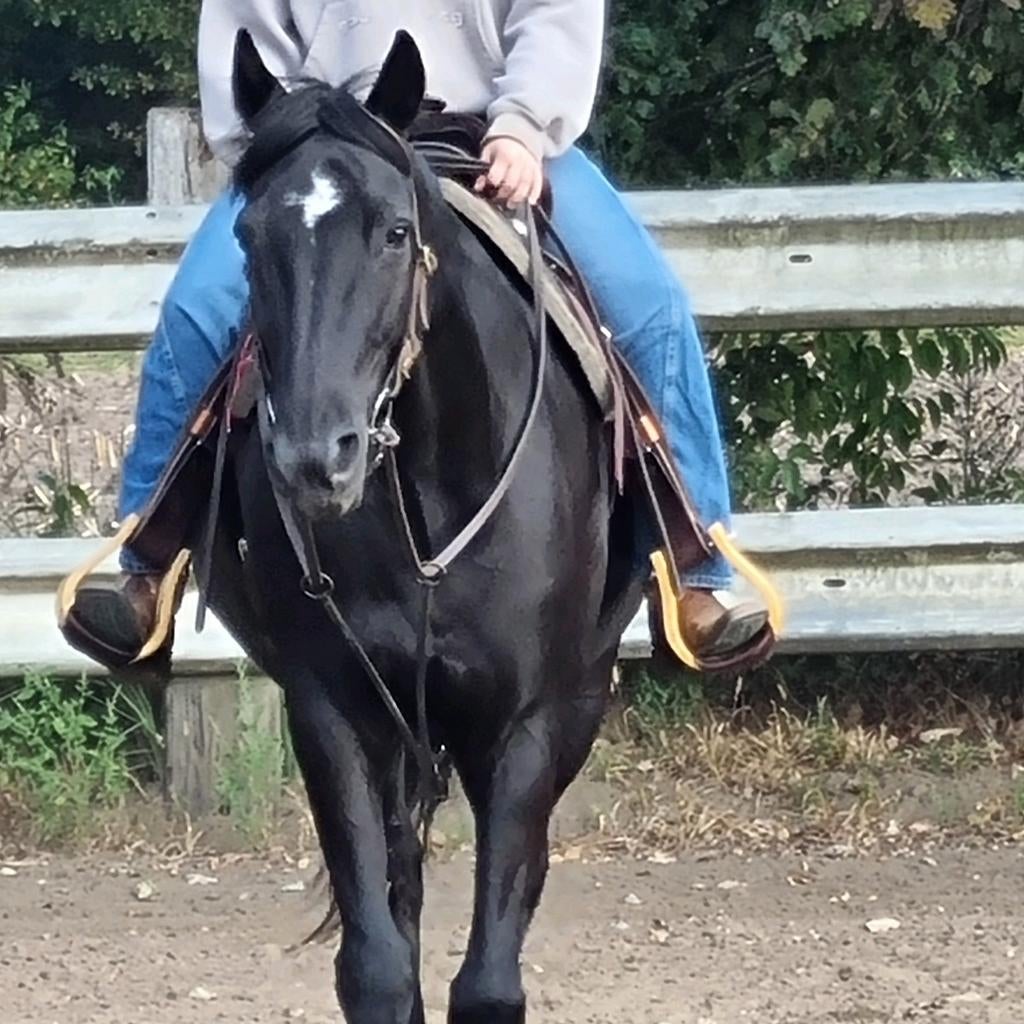 Franse Draver, Hongre