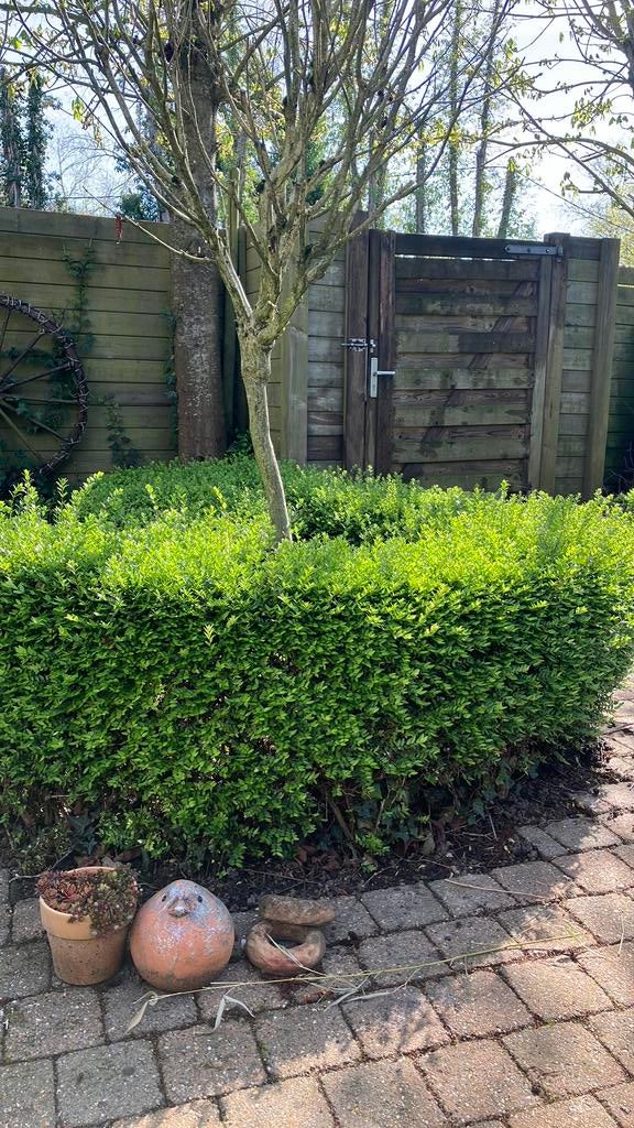 Lonicera struiken, Tuin en Terras, Ophalen, Buxus, Haag