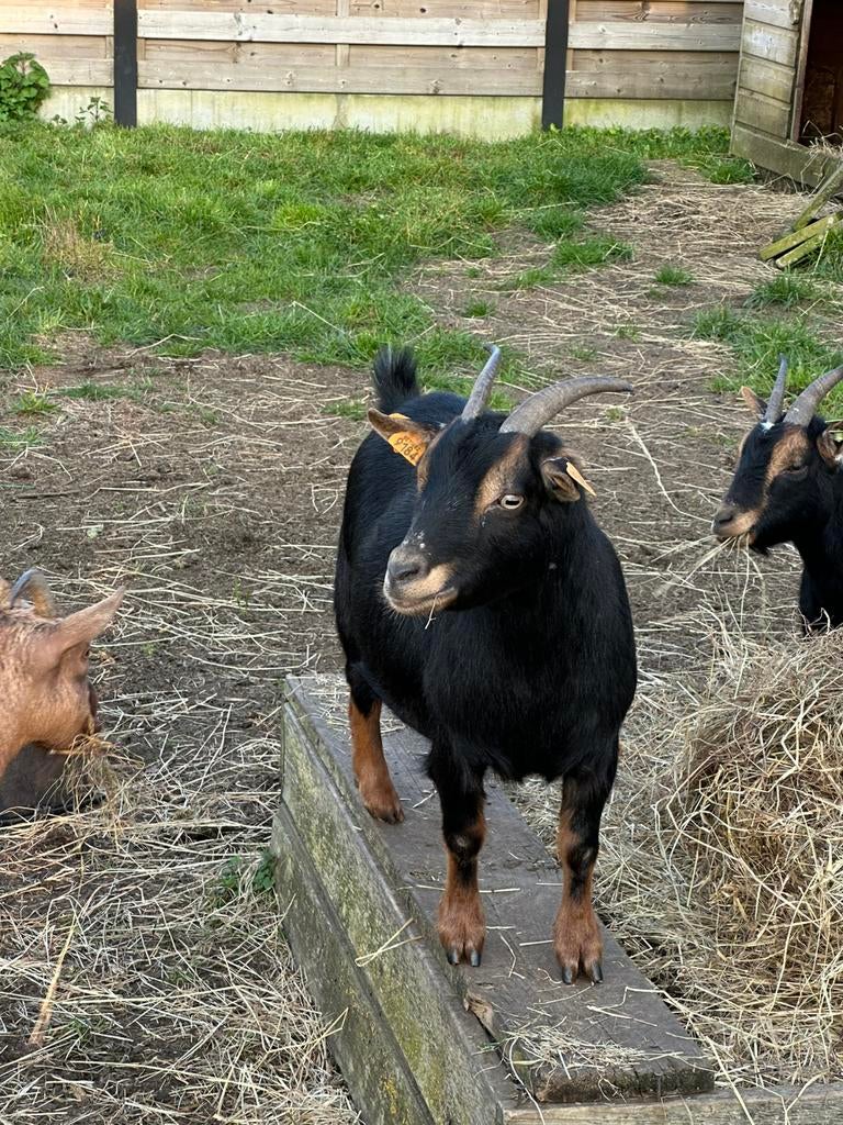 Dwerggeit black and tan mieke, Dieren en Toebehoren, Schapen, Geiten en Varkens, Vrouwelijk, Geit, 3 tot 5 jaar