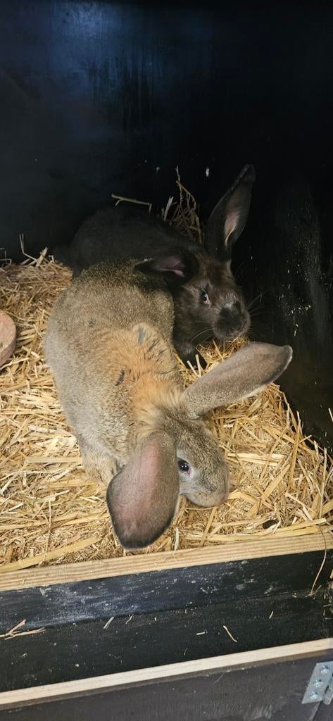 3 vlaamse reus rammen voor 60 euro samen