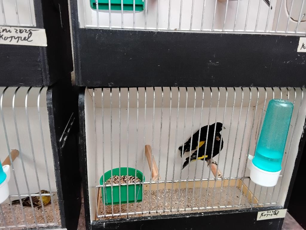 Zwarte sijs, Vrouwelijk, Tropenvogel, Geringd