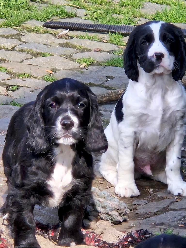 Engelse Sprocker Spaniël pups, Animaux & Accessoires, Plusieurs, Éleveur | Loisir, Hépatite contagieuse (maladie de Rubarth), Belgique