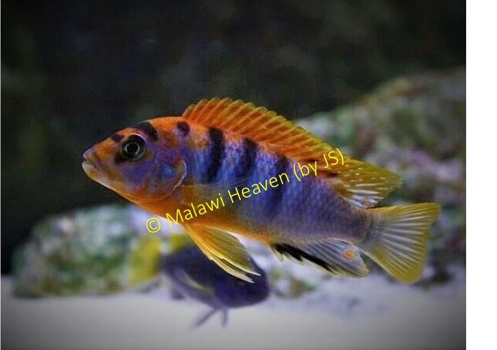 Pseudotropheus Hongi malawi cichliden (Mbuna), Dieren en Toebehoren, Vis, Zoetwatervis, Schoolvis
