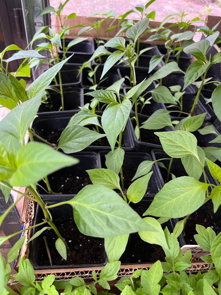 Plantes  ️, Jardin & Terrasse, Plantes | Jardin, Enlèvement