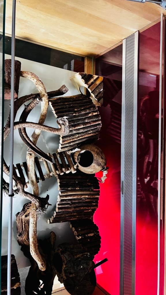 Glazen hamsterkooi, Dieren en Toebehoren, Knaagdieren en Konijnen | Hokken en Kooien, Kooi, Gebruikt, Muis, 75 tot 110 cm