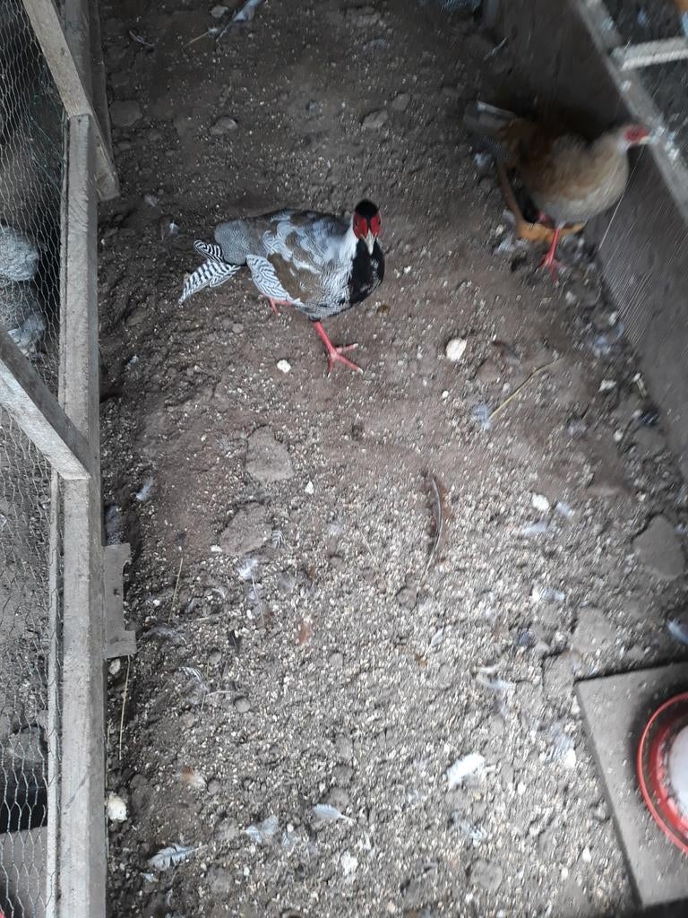 Zilverfazant haan, Dieren en Toebehoren, Pluimvee