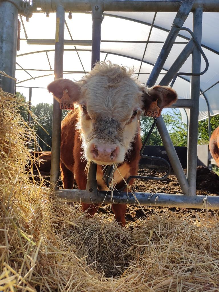 mini hereford, Dieren en Toebehoren, Runderen, Meerdere dieren, 0 tot 2 jaar
