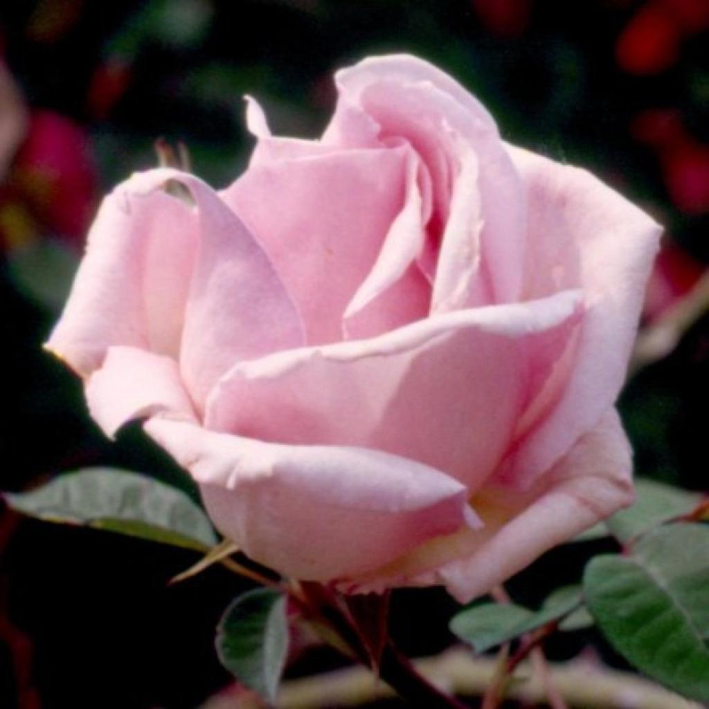 Boutures de rosiers, Jardin & Terrasse, Autres espèces, Annuelle, Printemps, Plein soleil