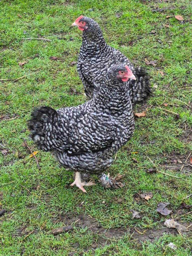 Mechelse koekoek hennen, Femelle, Poule ou poulet