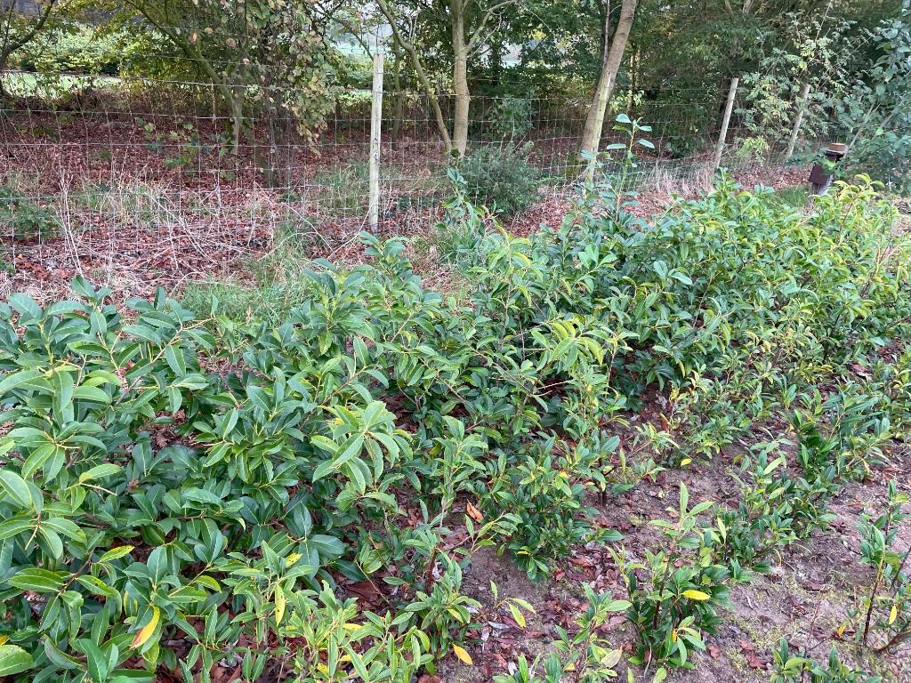 Laurier planten te koop., Tuin en Terras, Planten | Tuinplanten, Volle zon, Vaste plant, Bloeit niet, Ophalen