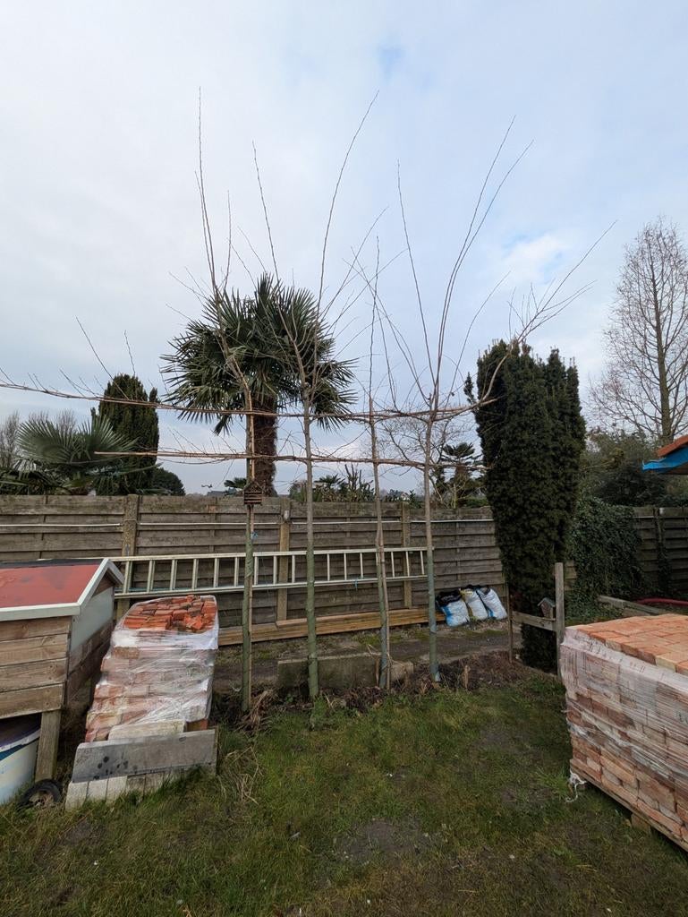 Iepen in leivom, leibomen, Tuin en Terras, Planten | Bomen, Ophalen, In pot, Leiboom, 250 tot 400 cm