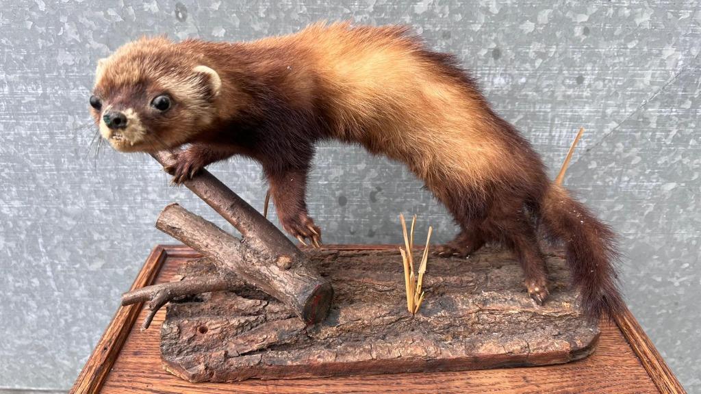 Opgezette Marter op Houten Voet, Verzamelen, Dierenverzamelingen, Gebruikt, Opgezet dier, Overige soorten, Ophalen