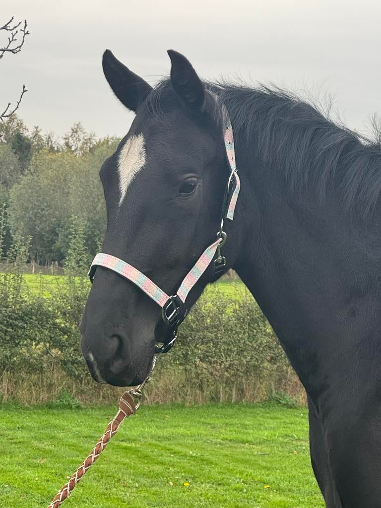 3 jarige Lord Europe merrie, Animaux & Accessoires, Chevaux, Jument, Débourré