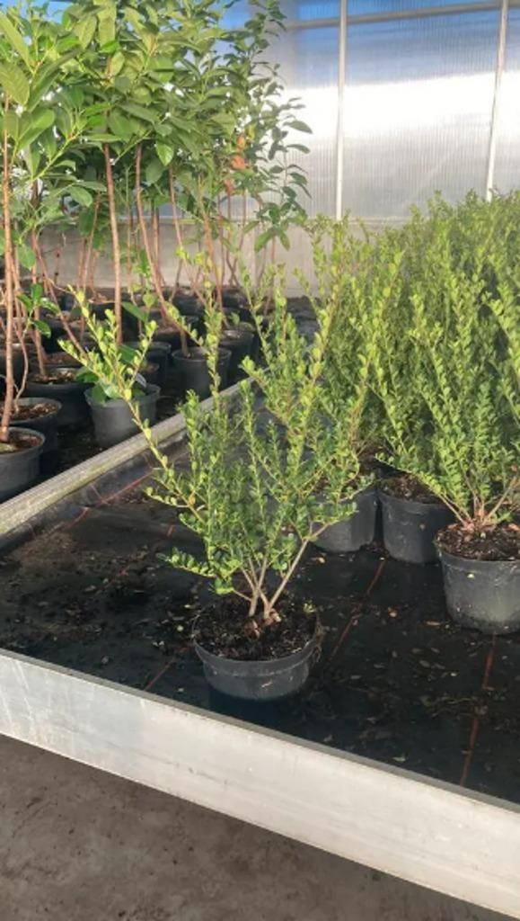 Ilex crenata 'Green Hedge', Hagen en sierheesters