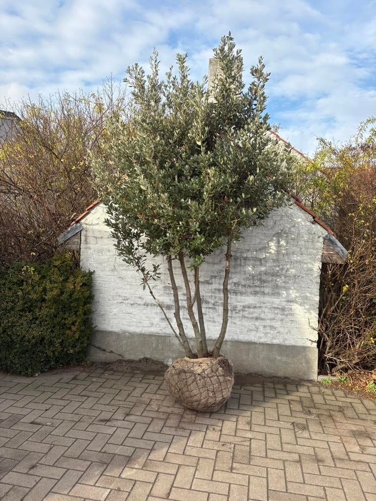 Meerstam Steeneik, Tuin en Terras, Ophalen of Verzenden