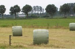 Top foin spécialement pour les chevaux et les poneys, Enlèvement, Bétail