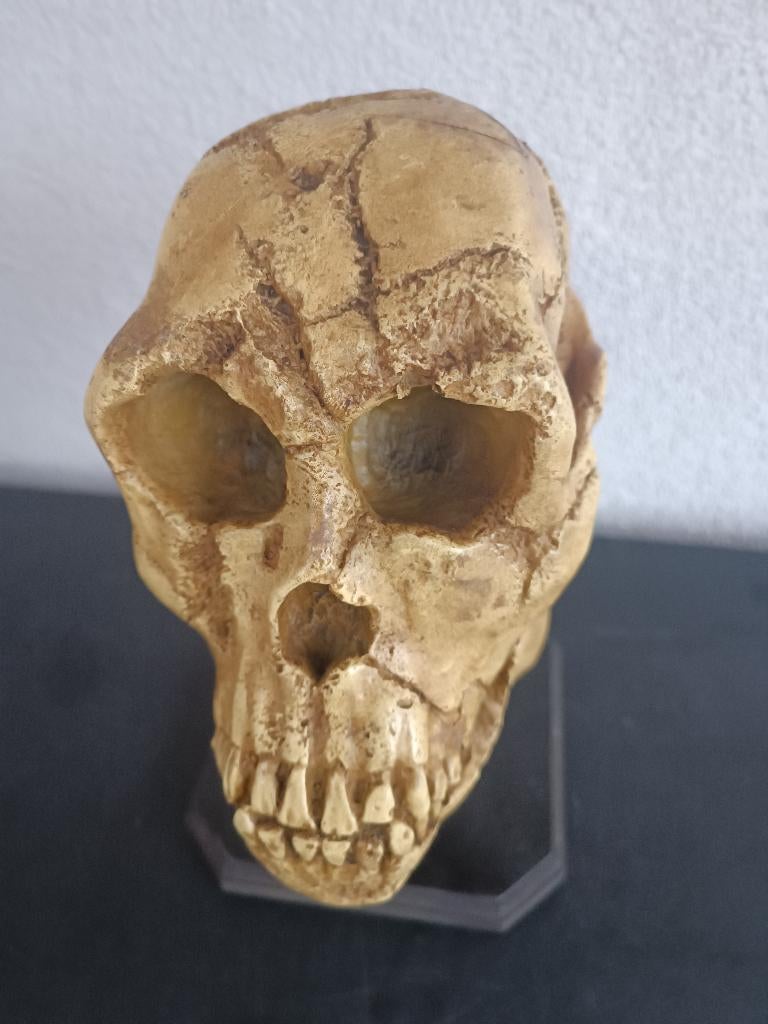 Réplique d'un crâne sur pied, Collections, Collections Animaux, Enlèvement, Crâne