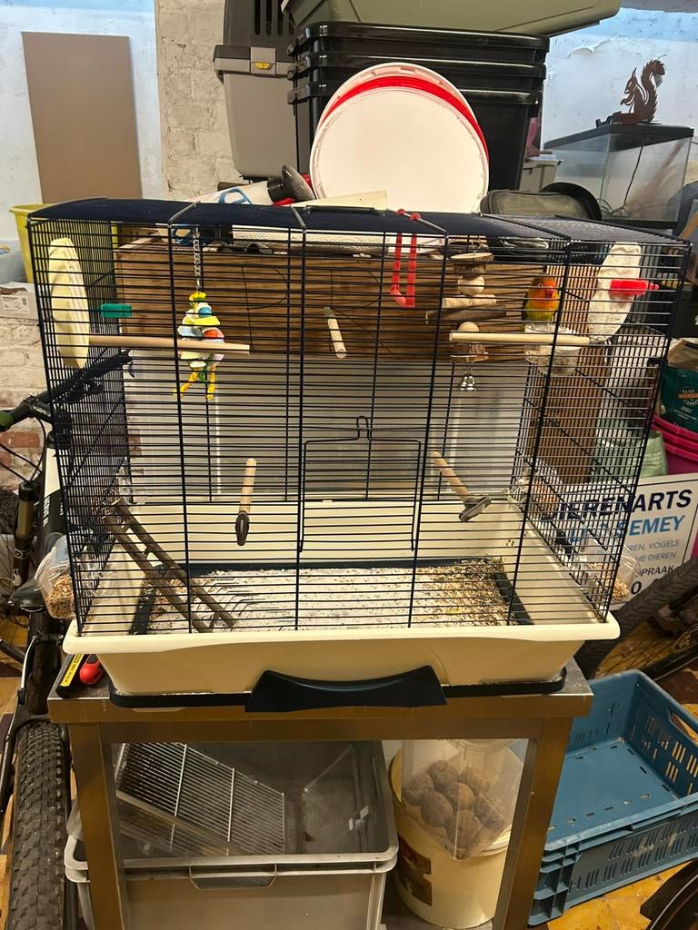 Beau perroquet nain (fischerie) avec une nouvelle tête, Sexe inconnu, Perroquet nain ou Inséparable