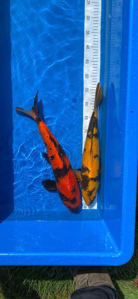 Mooie koi’s 45cm+, Dieren en Toebehoren, Vissen | Vijvervissen