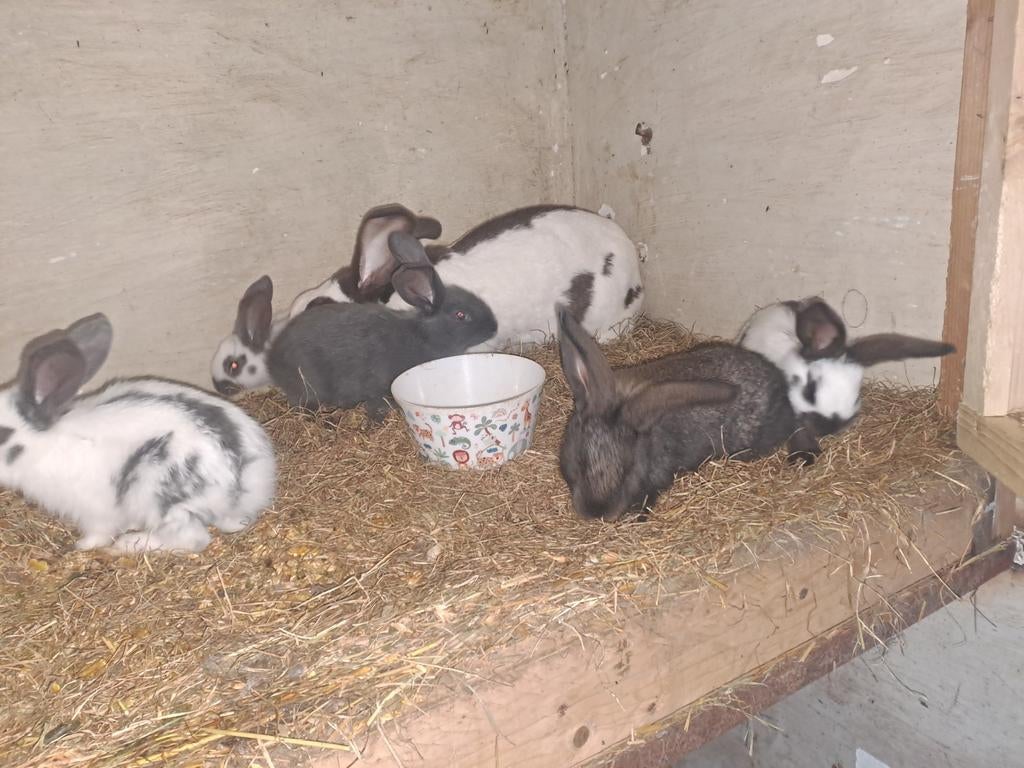 Vlaamse reuzen, Dieren en Toebehoren, Meerdere dieren, Groot, 0 tot 2 jaar