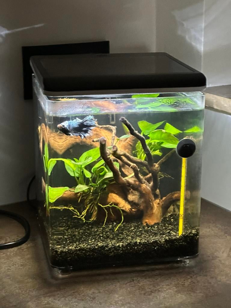 Aquarium betta, Enlèvement, Comme neuf