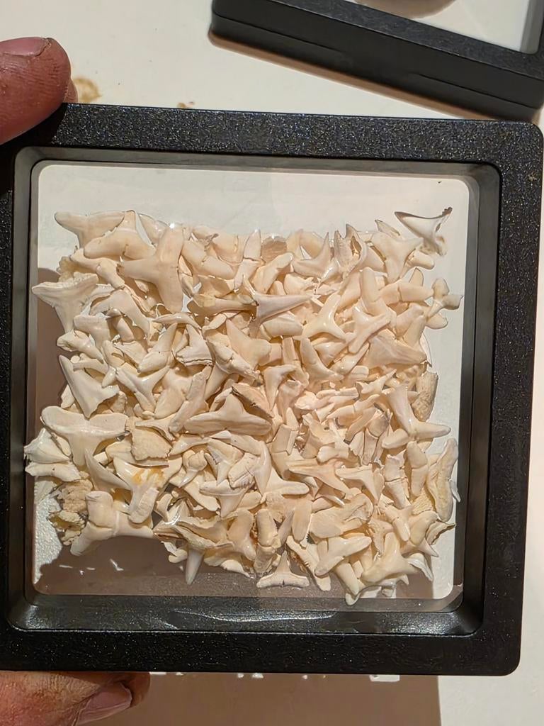 Beaucoup de petites dents de requin récentes d'Australie., Collections, Enlèvement ou Envoi, Fossile