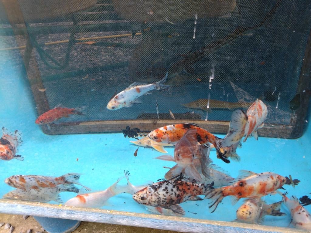 Shubunkin goudvis en rode komeetstaart 7cm tot 25cm