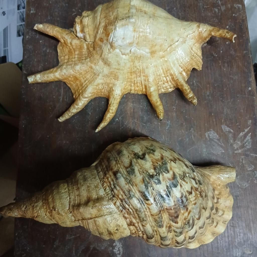 2 schelpen triton en lambis, Ophalen of Verzenden, Schelp(en)