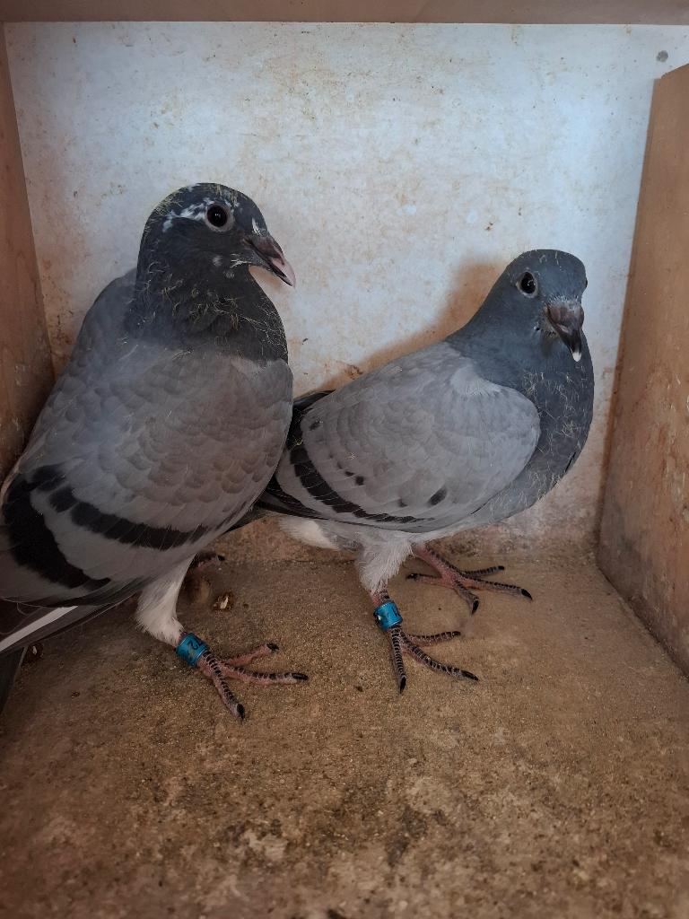 2 jonge duifjes van 2026, met pedigree., Meerdere dieren, Postduif