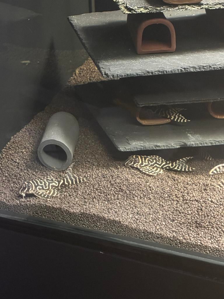 L333 7-8cm, Vis, Zoetwatervis