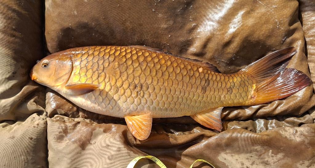 3 Koi's, Dieren en Toebehoren, Vissen | Vijvervissen, Karper of Koi