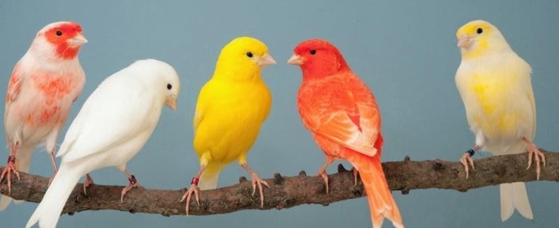 ik ben op zoek naar een paar kanarie popjes, Dieren en Toebehoren, Vrouwelijk, Kleurkanarie