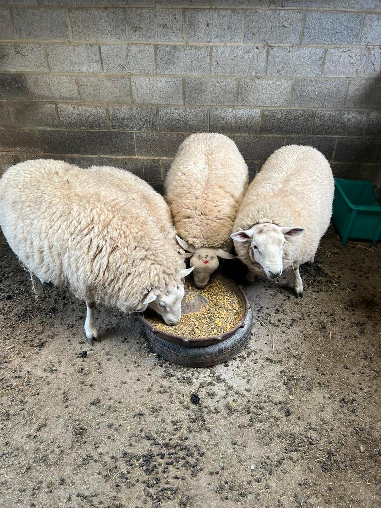 Franse texel rammen, Dieren en Toebehoren