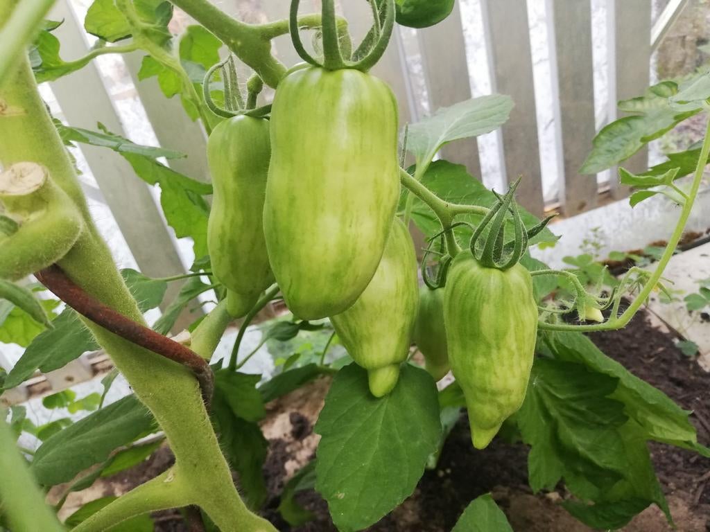 Tomaten zaden ,zie lijst, Tuin en Terras, Ophalen of Verzenden